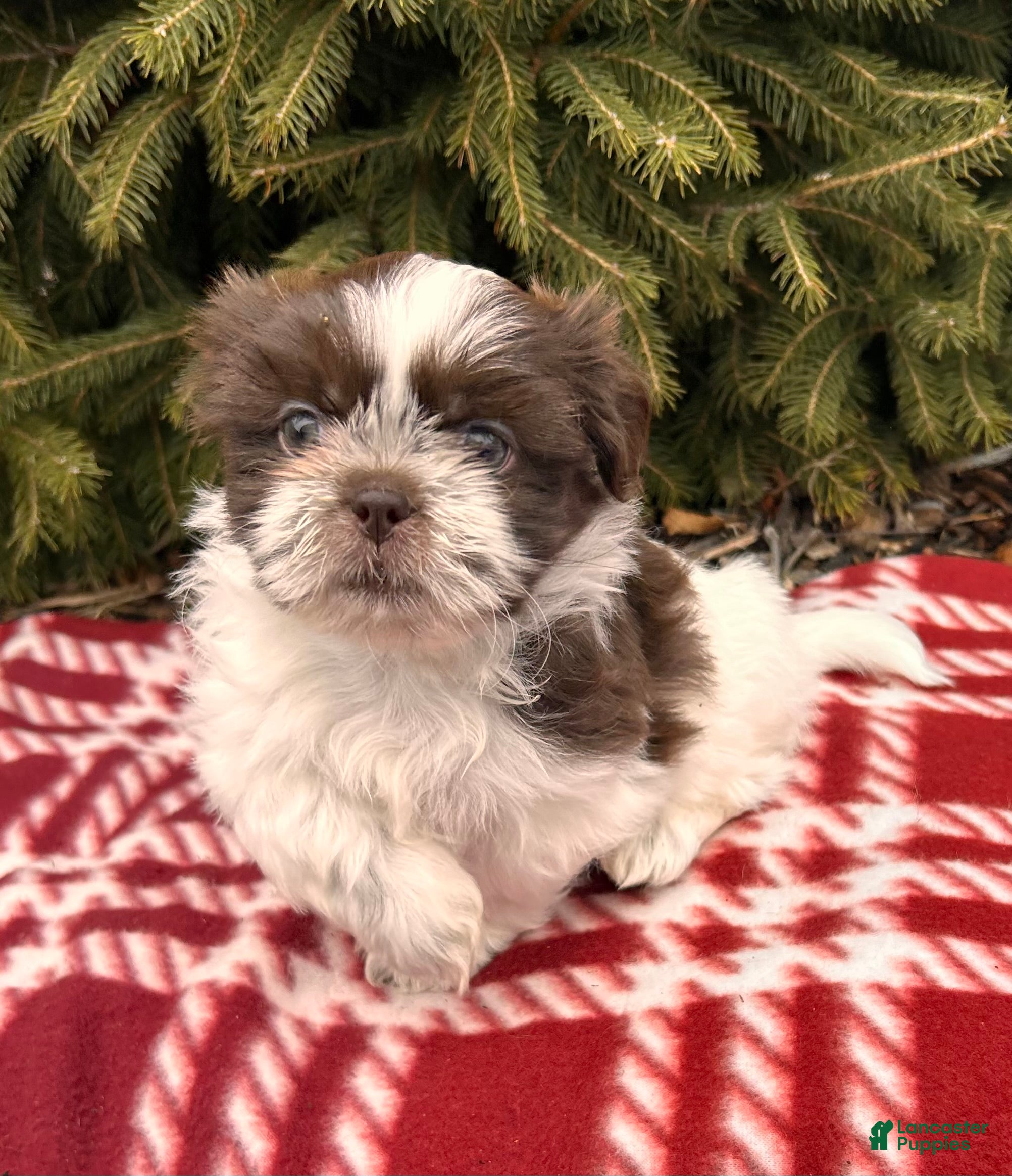 Shih Tzu dogs Baylee - Ad 9