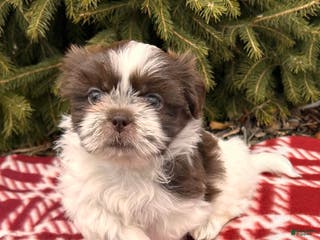 Shih Tzu dogs Baylee - Ad 9