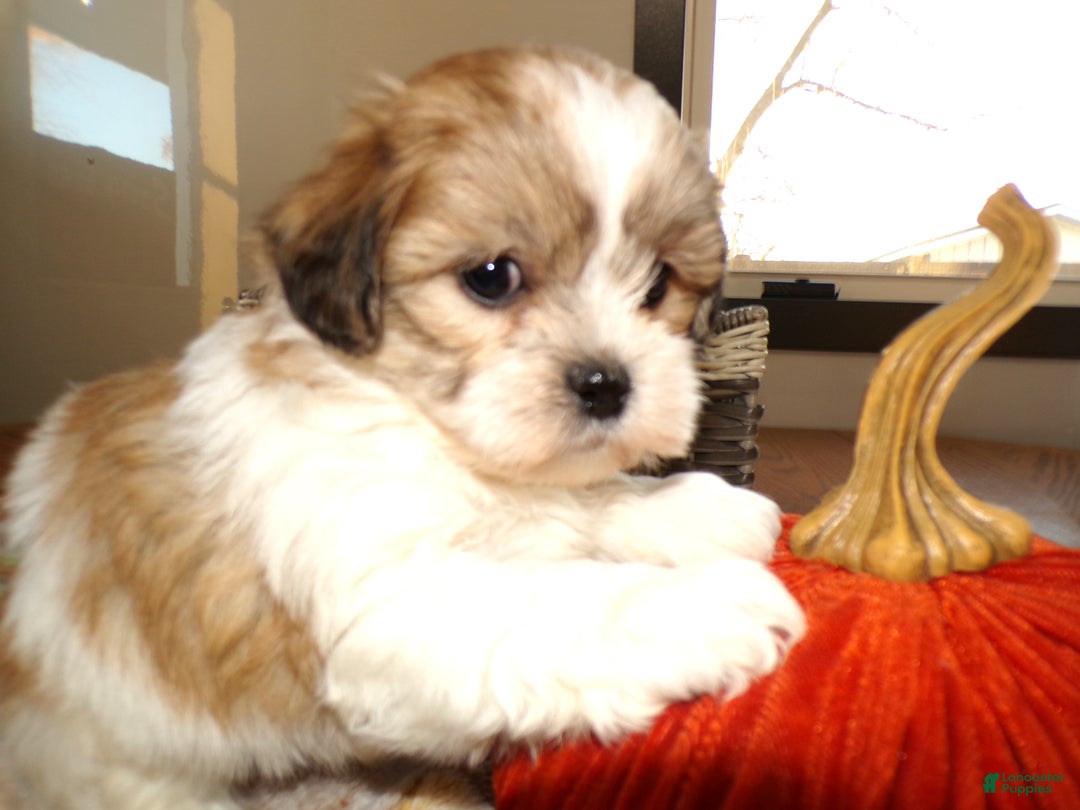 Teddy Bear dogs for sale: Teddy Bear Puppy 3 Truman - Ad 1