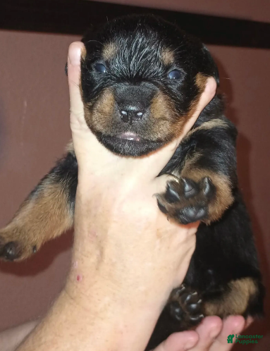 Rottweiler dogs for sale: Championship bloodline Girl 1 - Ad 3