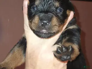 Rottweiler dogs Championship bloodline Girl 1 - Ad 2