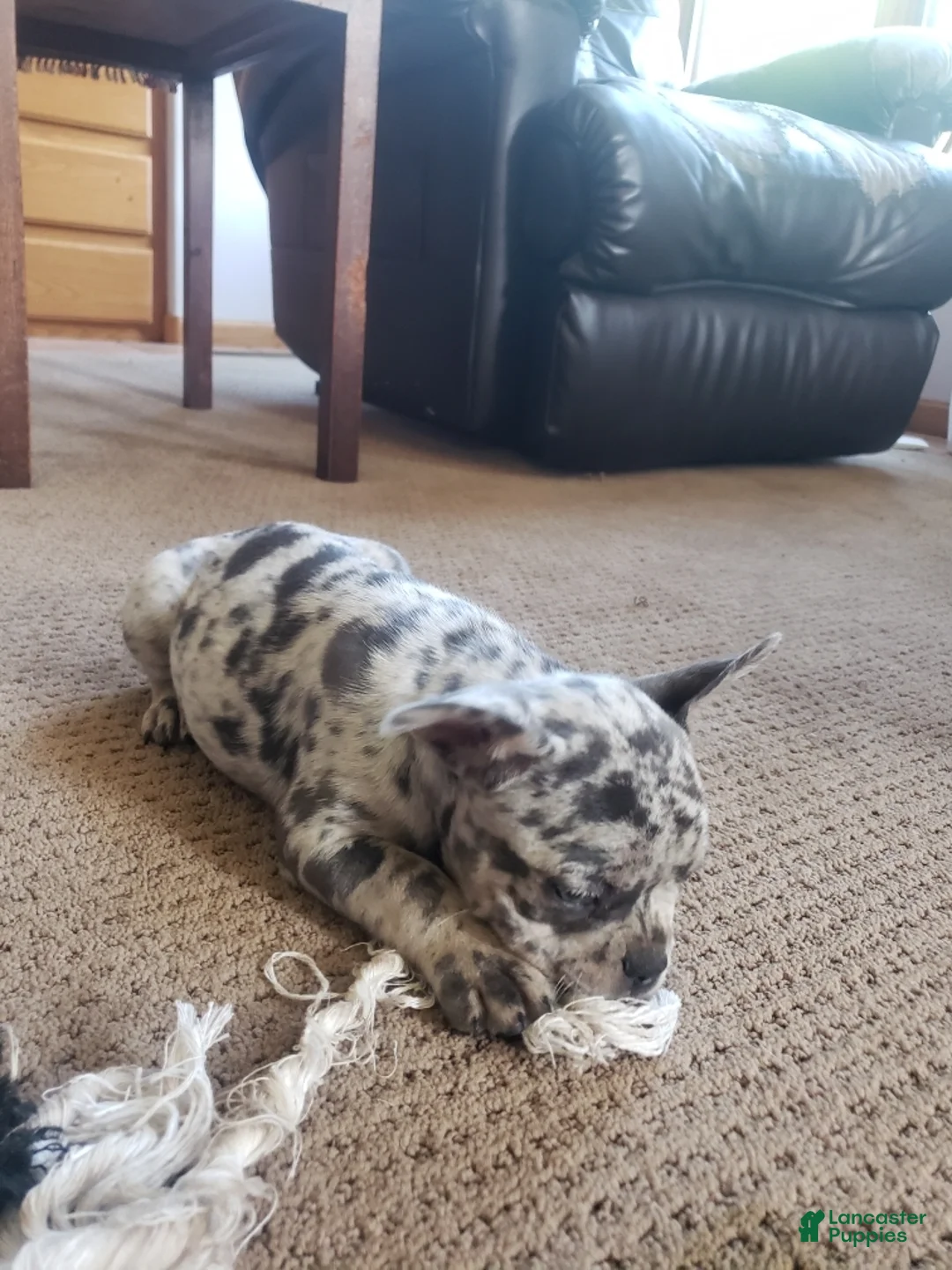 French Bulldog dogs for sale: Bella - Ad 1