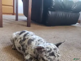 French Bulldog dogs Bella - Ad 11