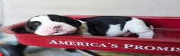 English Springer Spaniel dogs for sale: Skye - Ad 6