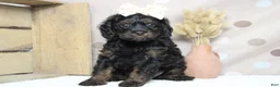Toy Poodle dogs for sale: Pandora  - Ad 4