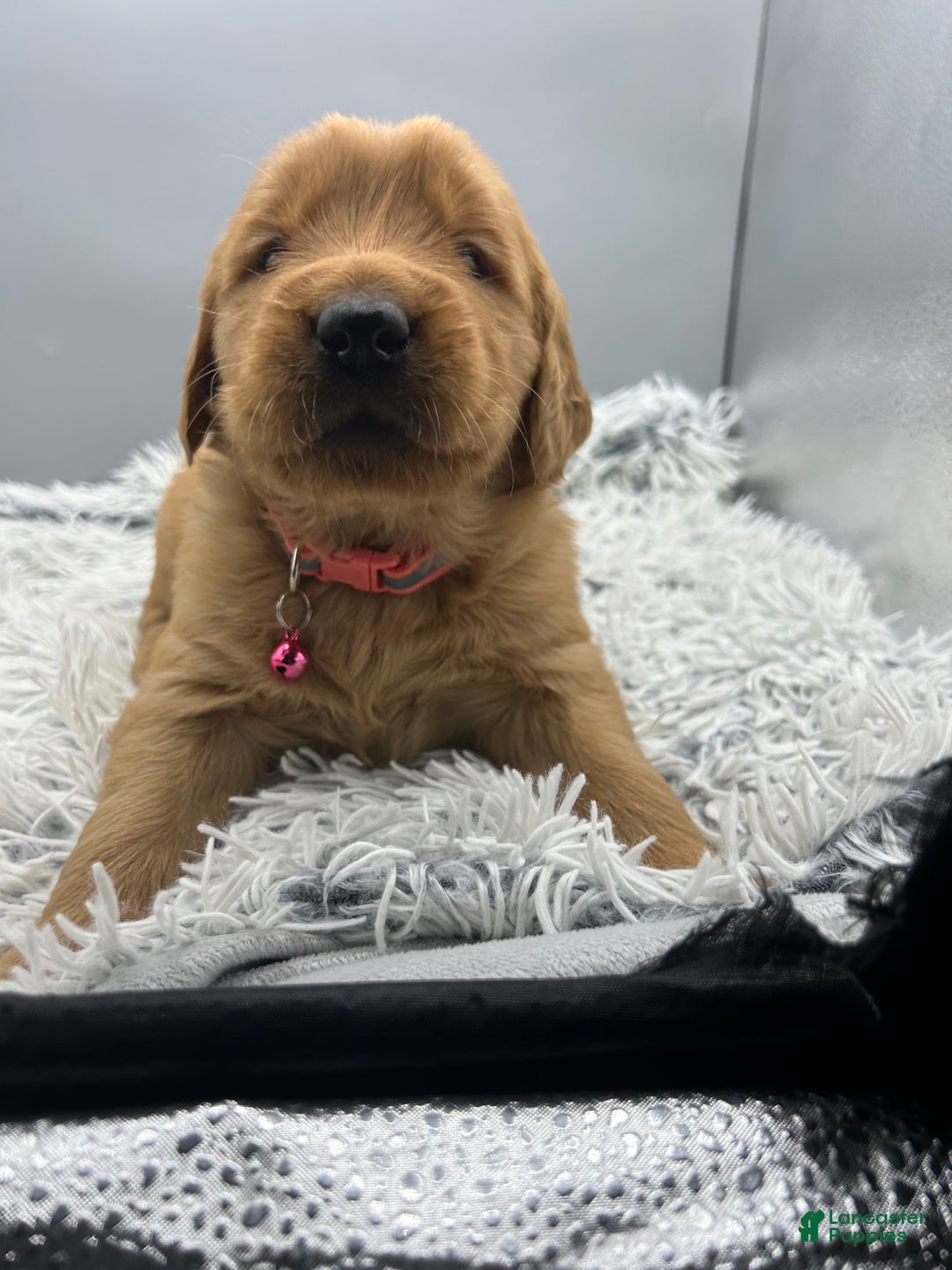Golden Retriever dogs for sale: Golden Retriever Puppy chloe - Ad 10