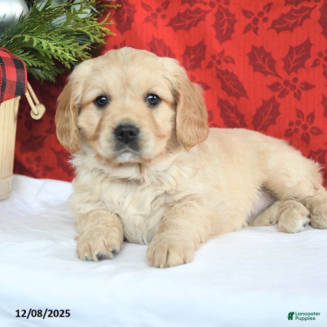 Miniature Golden Retriever dogs for sale: Faith - Ad 2