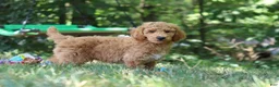 Standard Poodle dogs for sale: Leo - Ad 19