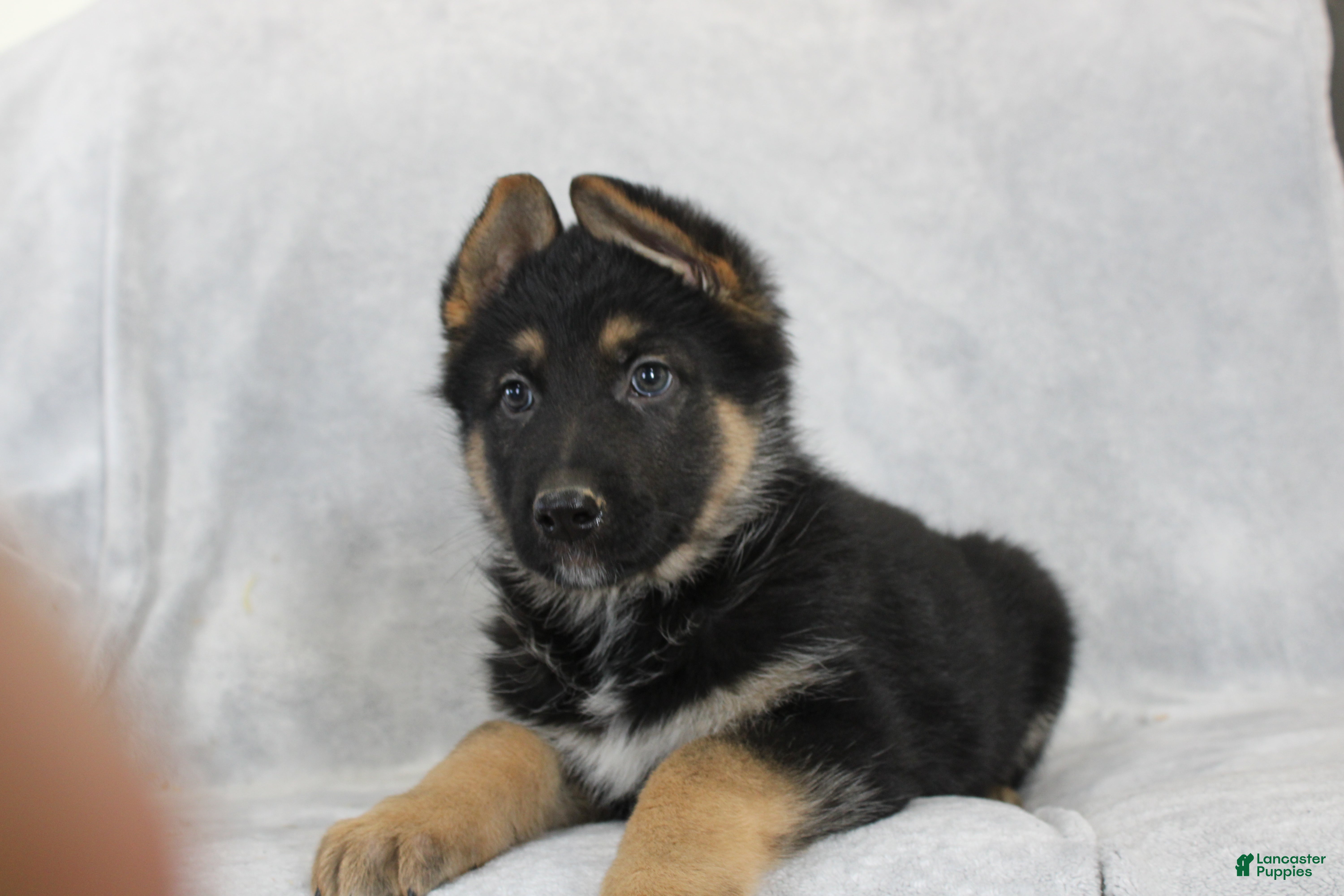 German Shepherd dogs Champ - Ad 2