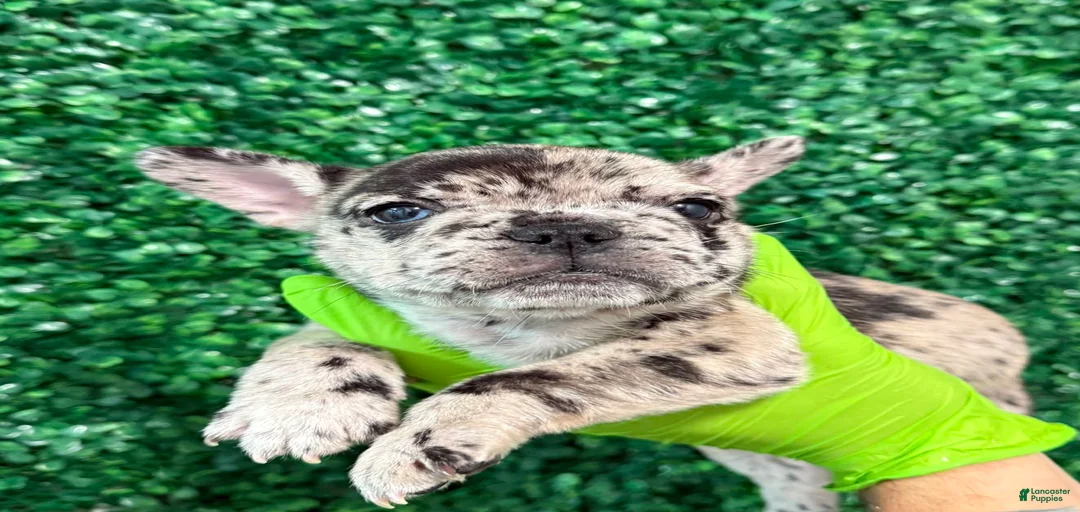 Gallery Image {{count}}