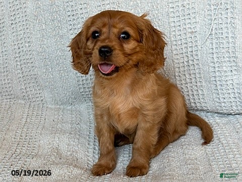 Miniature Golden Retriever dogs Bailey - Ad 2