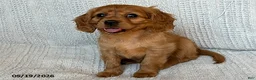 Miniature Golden Retriever dogs for sale: Bailey - Ad 2