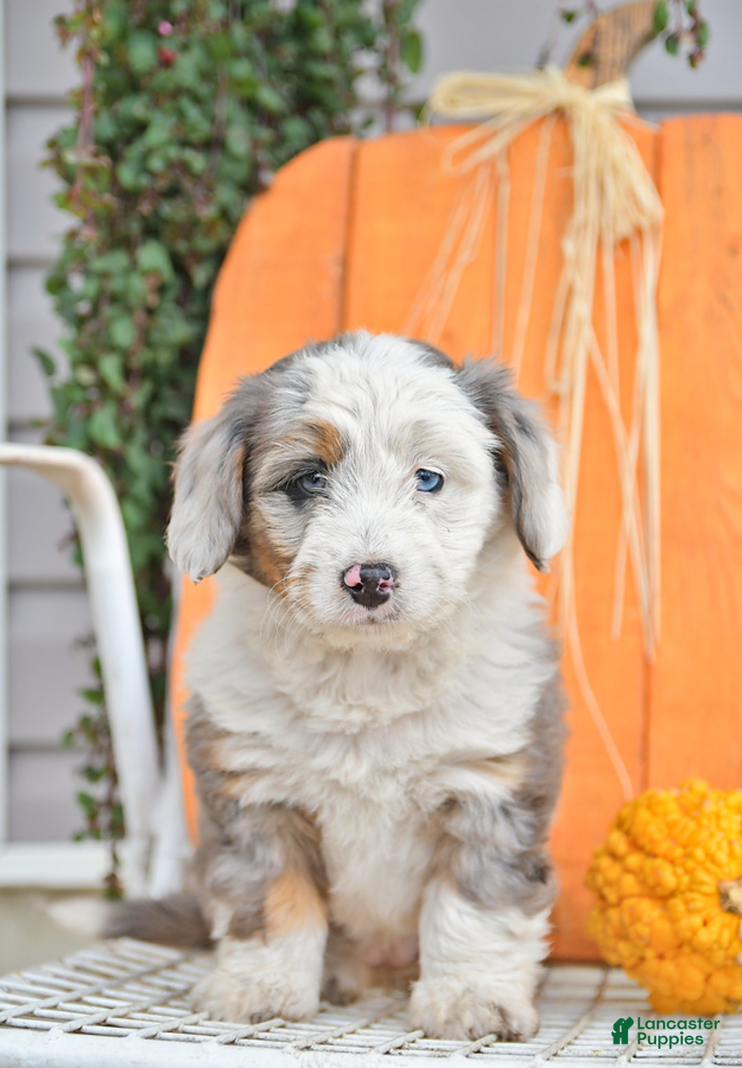 Gallery Image {{count}}