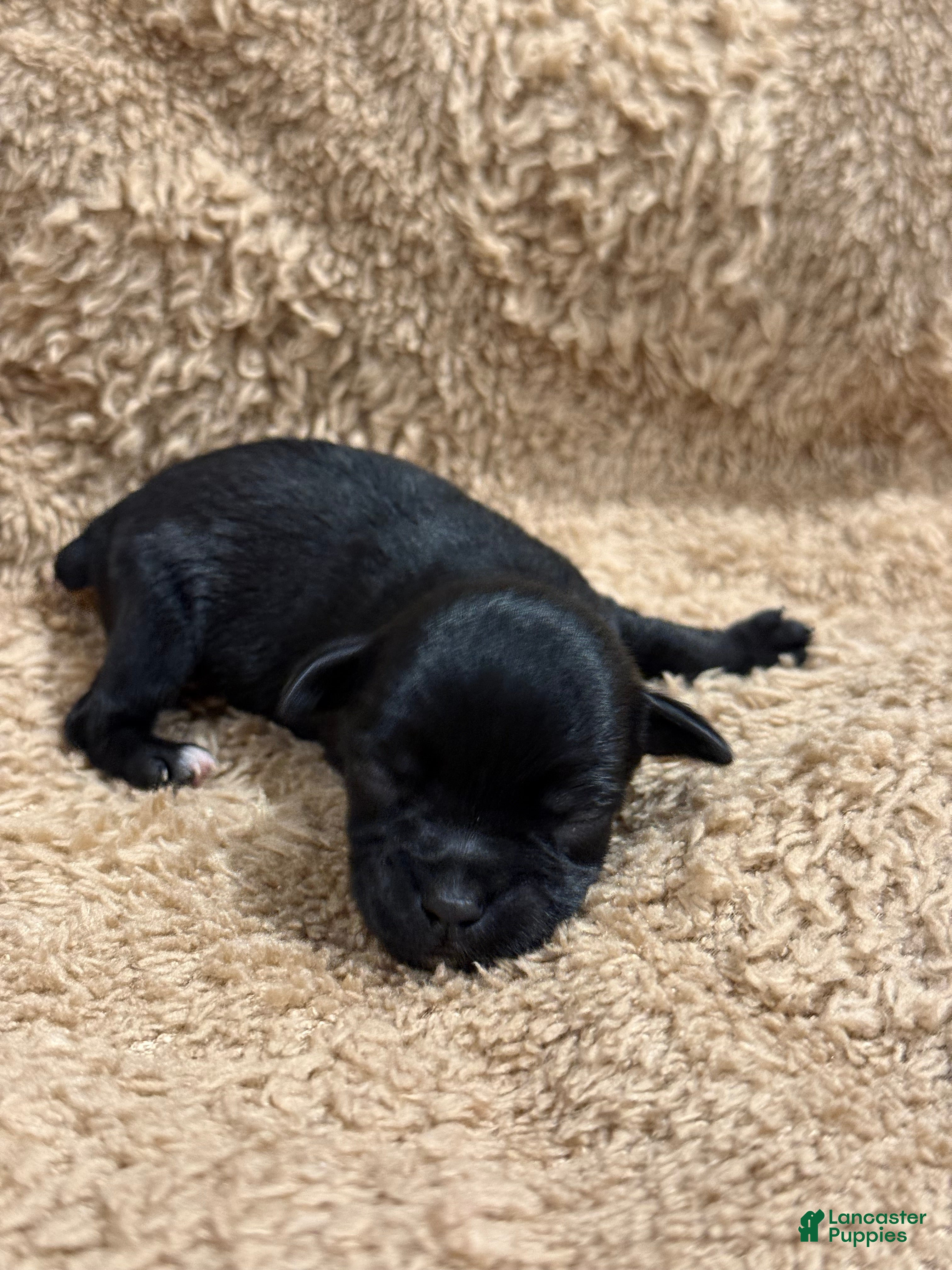 Miniature Schnauzer dogs for sale: Mick - Ad 1