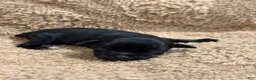 Miniature Schnauzer dogs for sale: Mick - Ad 1