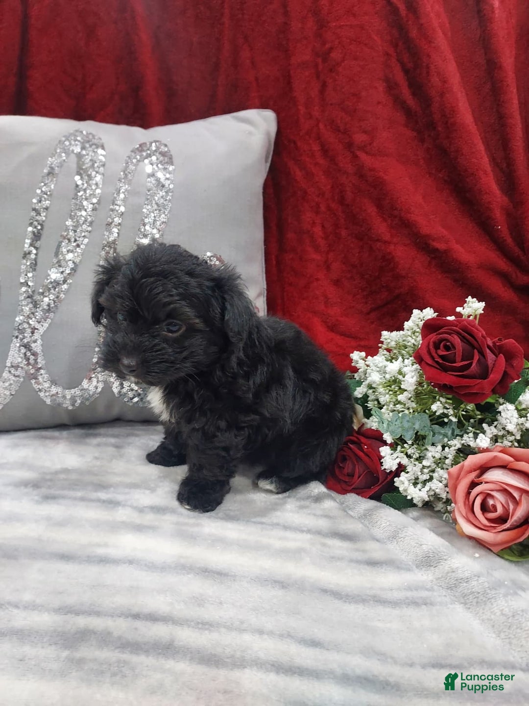 Mixed Breed dogs for sale: Romo - Ad 2