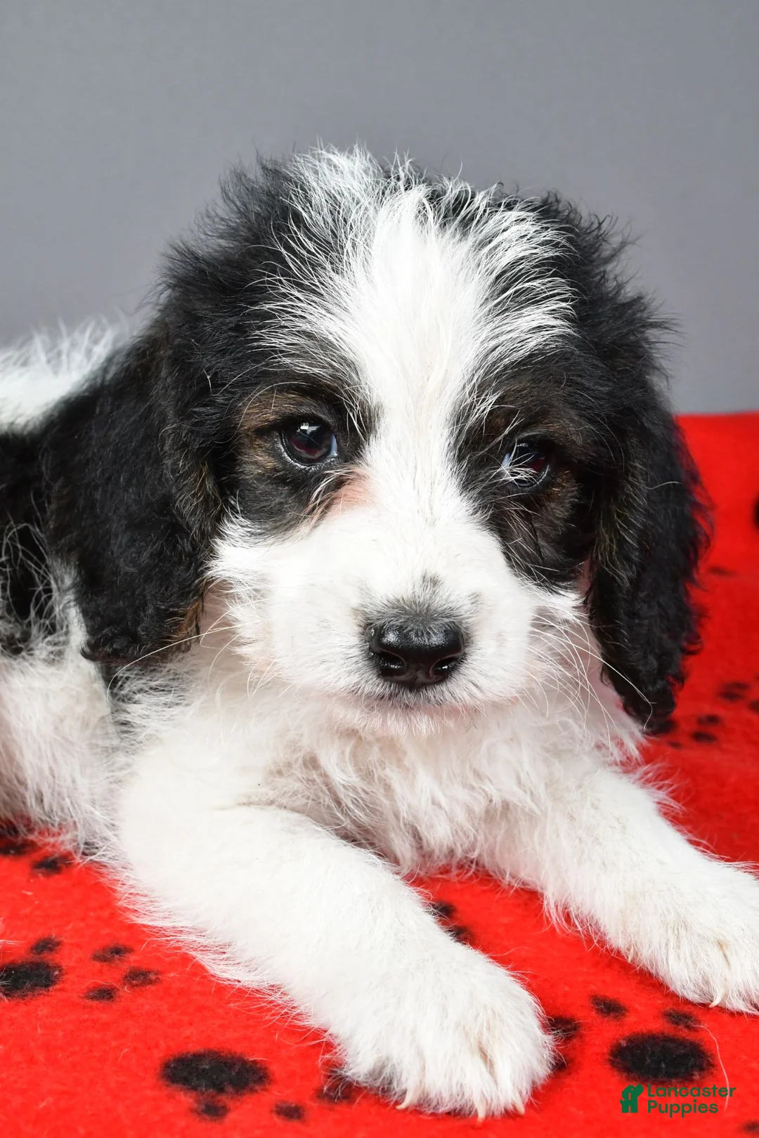 Mixed Breed dogs for sale: Lance - Ad 8