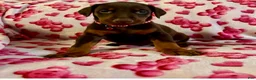 Doberman Pinscher dogs for sale: Apollo- NOT AMISH - Ad 4