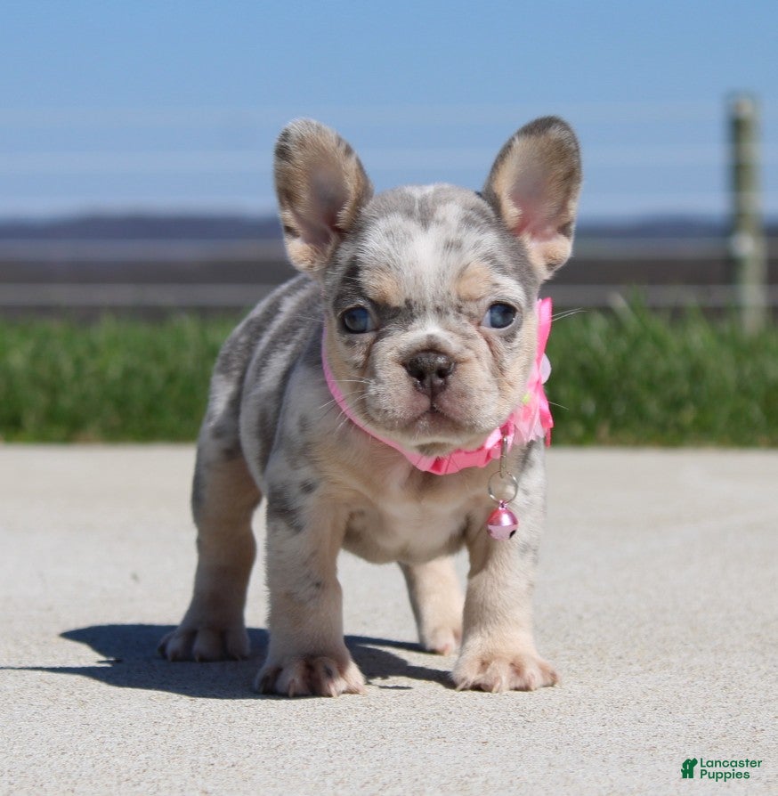 French Bulldog dogs Minty - Ad 1