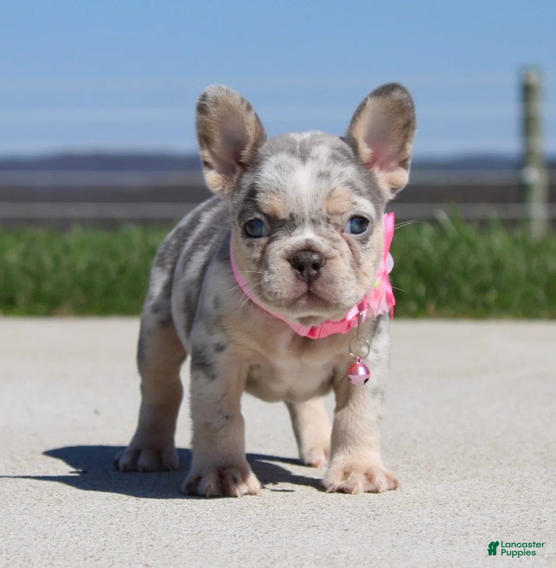French Bulldog dogs for sale: Minty - Ad 1