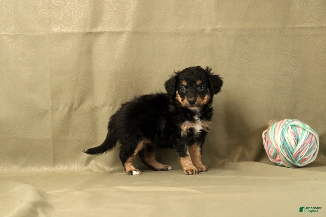 Mini Bernedoodle dogs for sale: Cherry - Ad 2