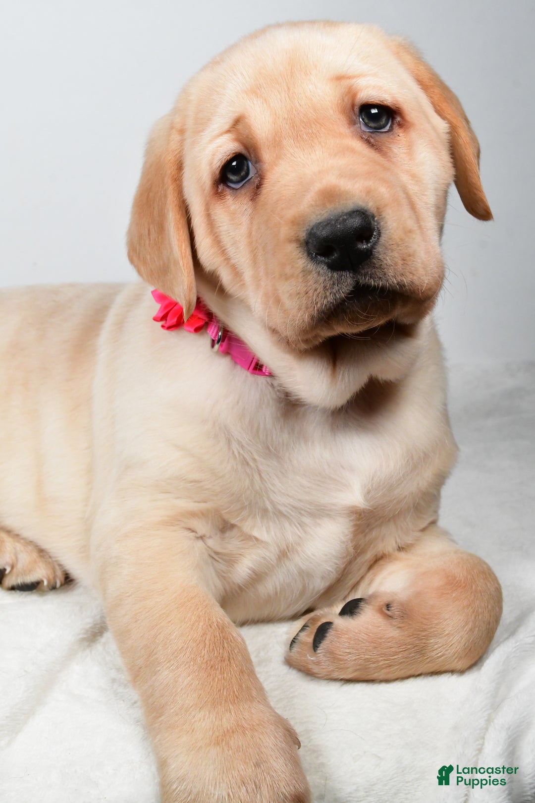 Labrador Retriever dogs for sale: Niagara - Ad 5