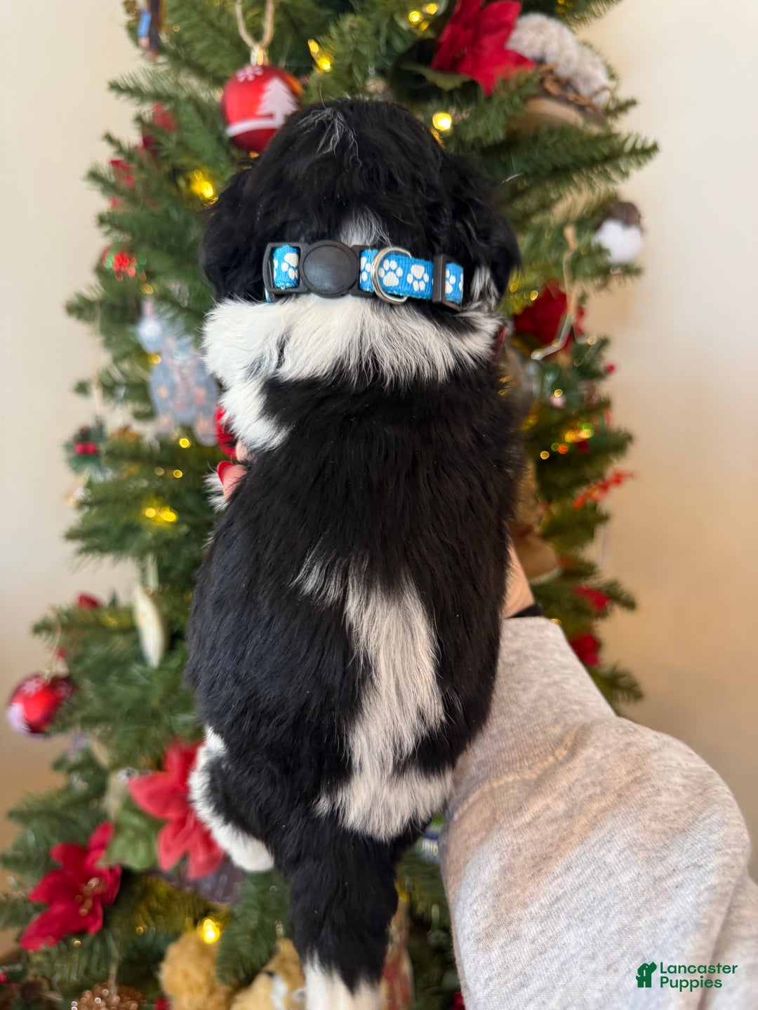 Mixed Breed dogs for sale: Ferguson - Ad 6