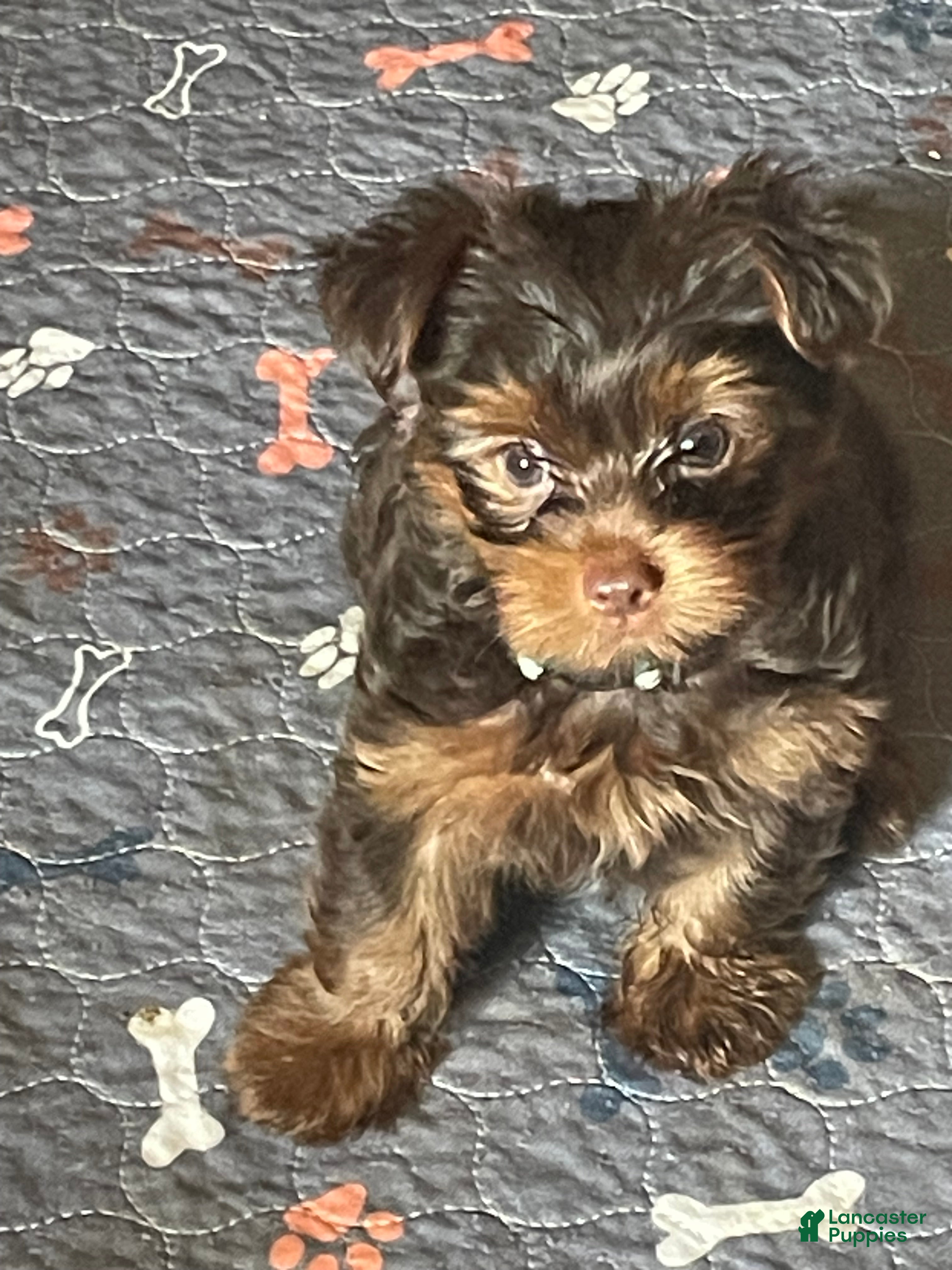 Yorkshire Terrier dogs Vito - Ad 2