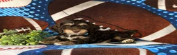 Cockapoo dogs for sale: Admiral - Ad 5