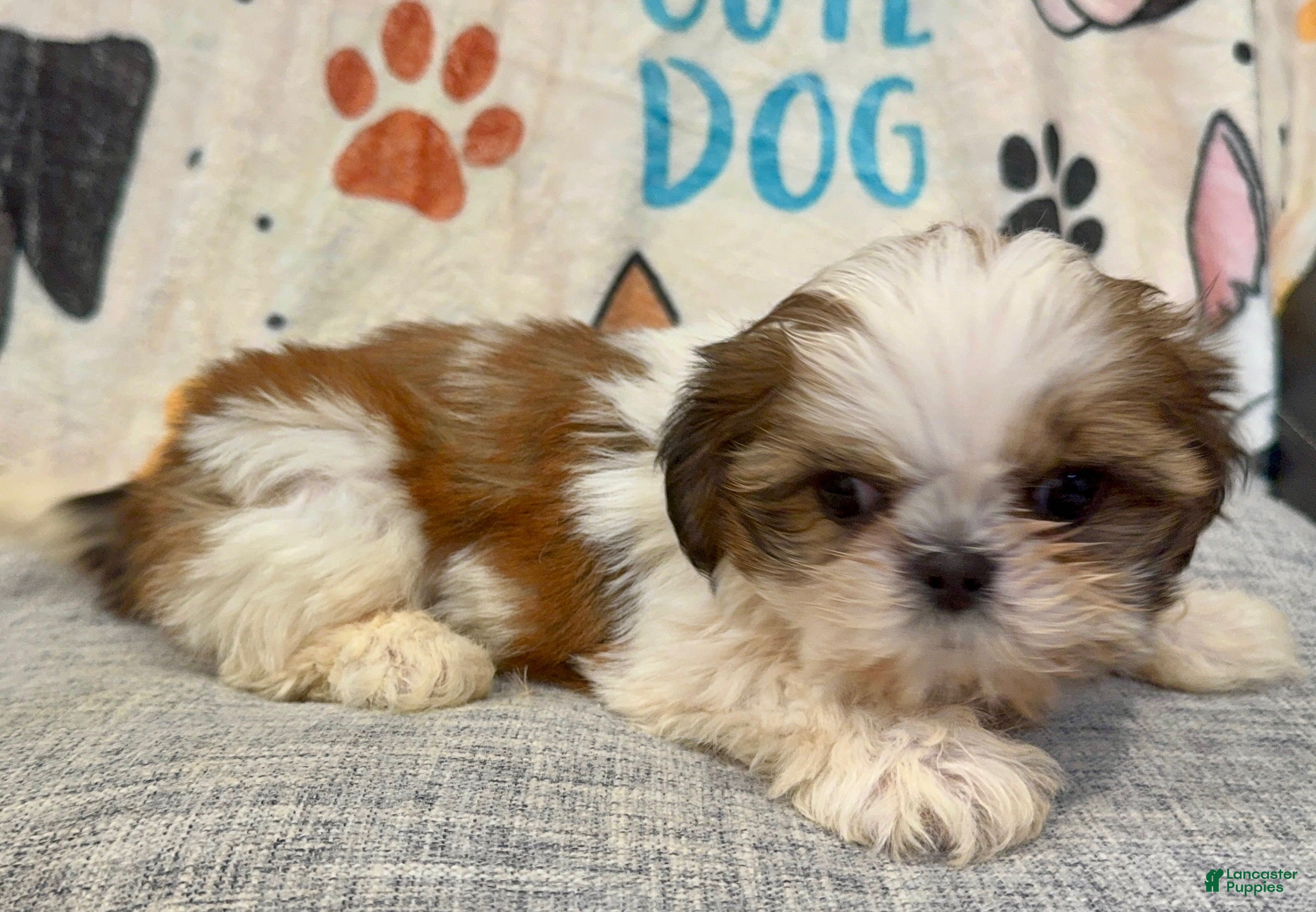 Shih Tzu dogs for sale: Milena - Ad 10
