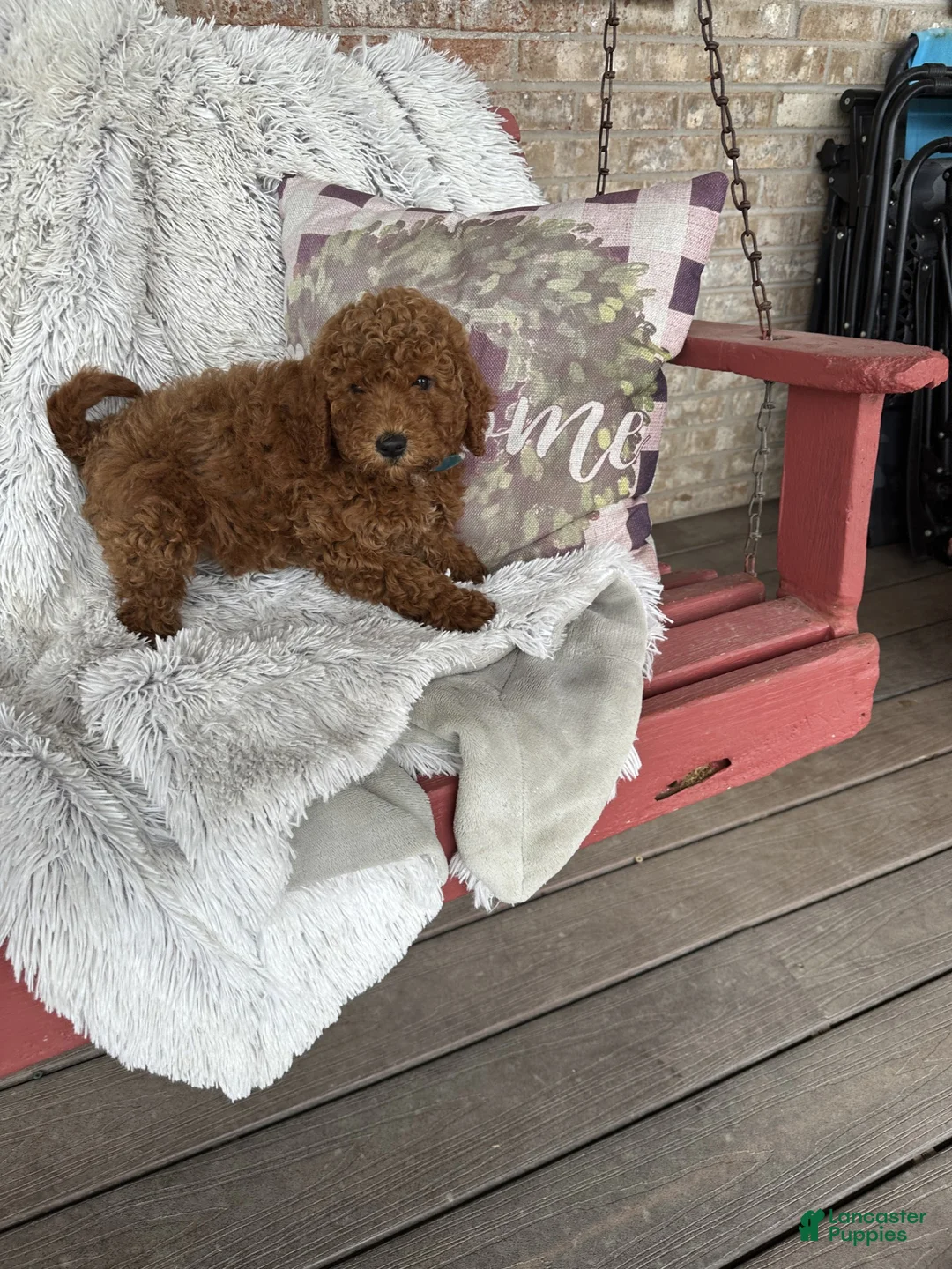 Mixed Breed dogs for sale: Jasper - Ad 4