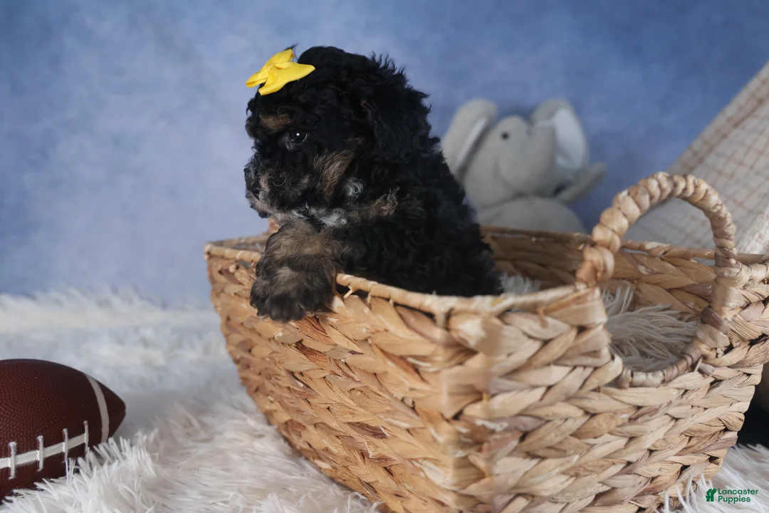 Miniature Poodle dogs for sale: Rocko - Ad 7