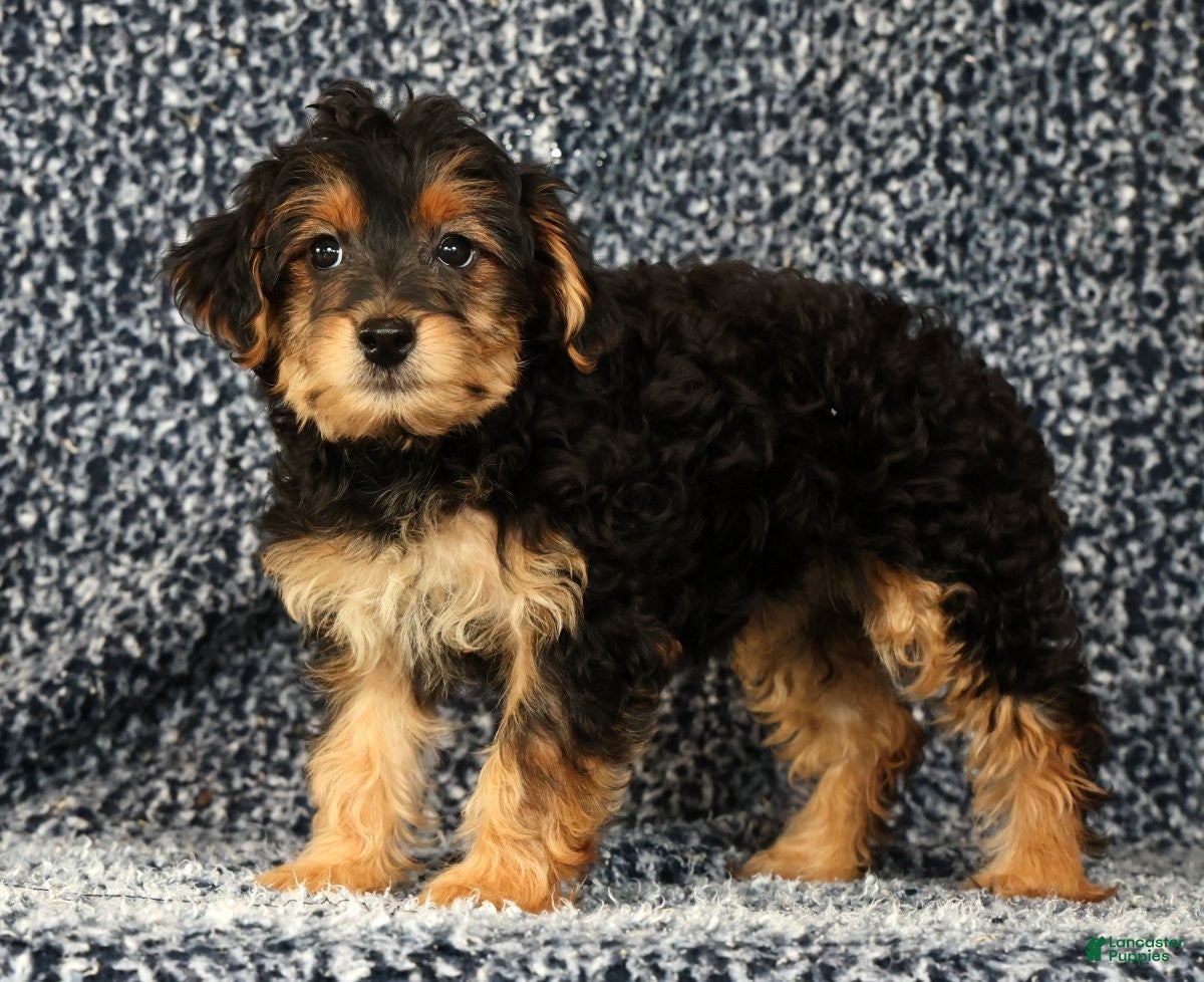 Yorkiepoo dogs Zelda - Ad 2