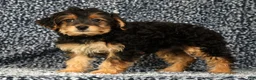 Yorkiepoo dogs for sale: Zelda - Ad 2