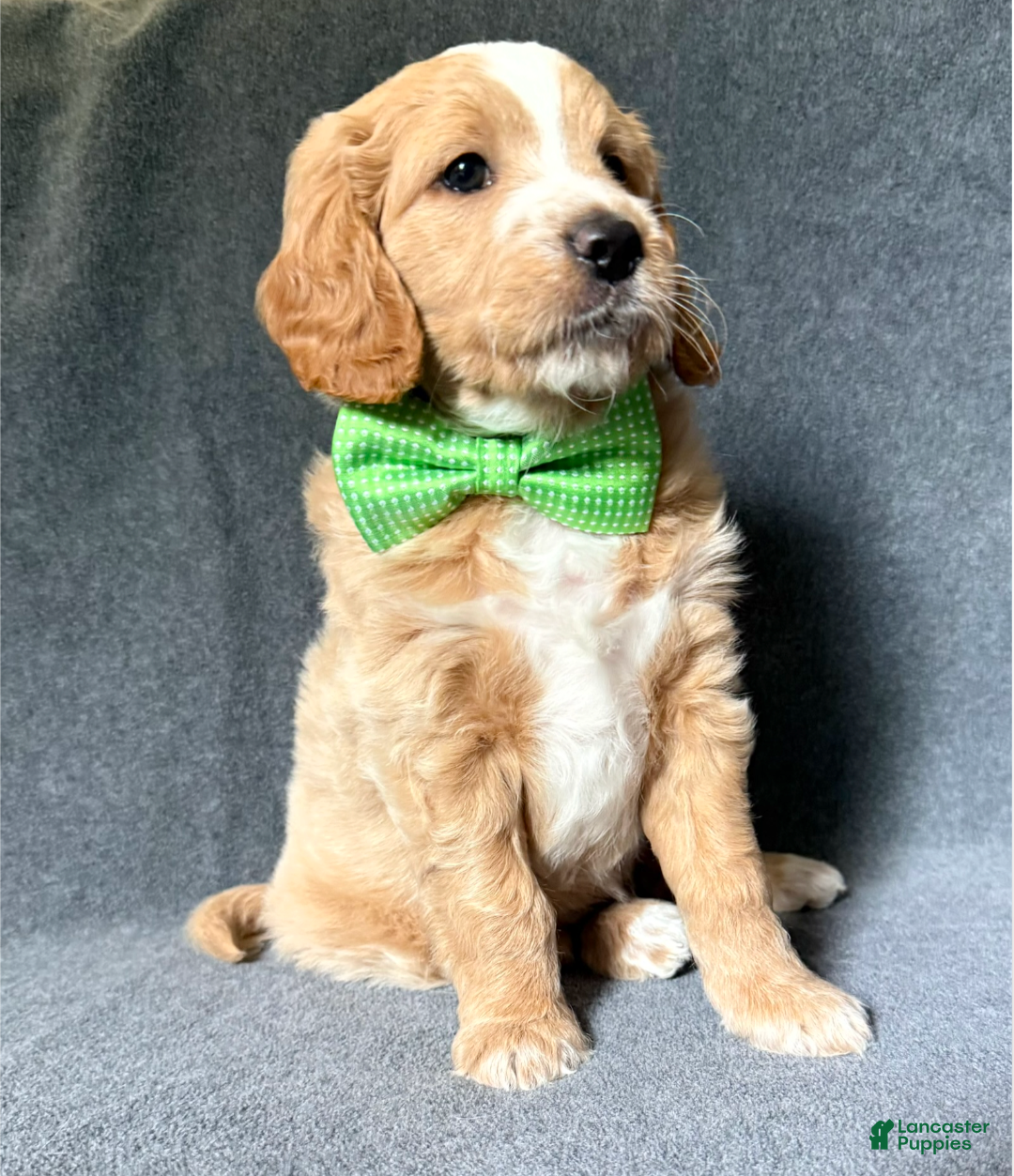 Mini Goldendoodle dogs Mini Goldendoodle 1 - Ad 1
