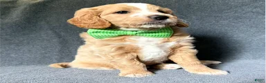 Mini Goldendoodle 1