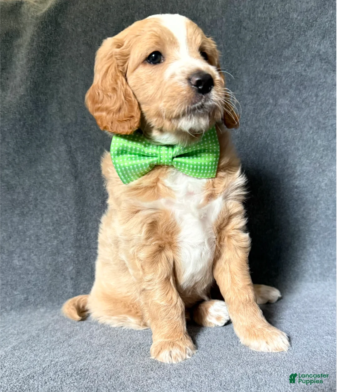 Mini Goldendoodle dogs for sale: Mini Goldendoodle 1 - Ad 1
