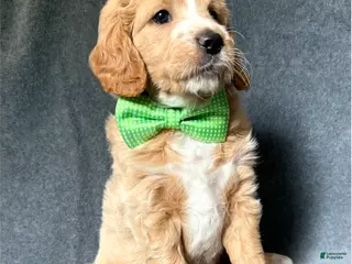 Mini Goldendoodle dogs for sale: Mini Goldendoodle 1 - Ad 3