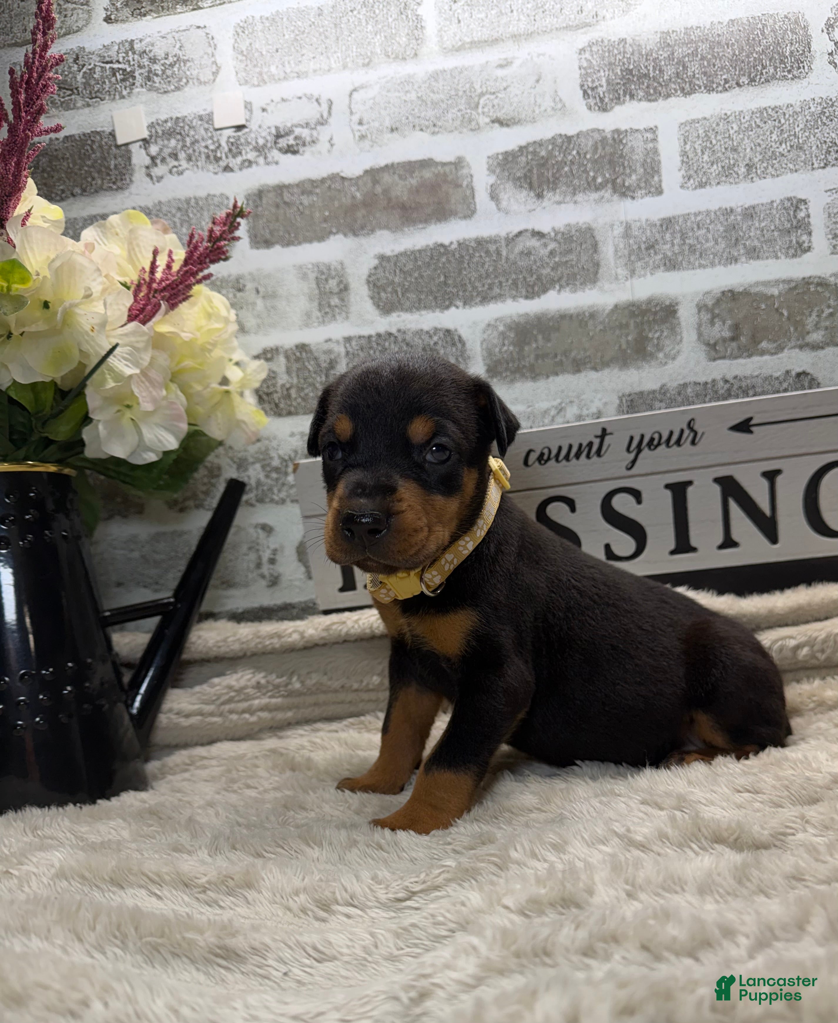 Doberman Pinscher dogs Black female tan collar  - Ad 28