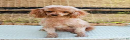 Toy Poodle dogs for sale: Bubbles - Ad 10