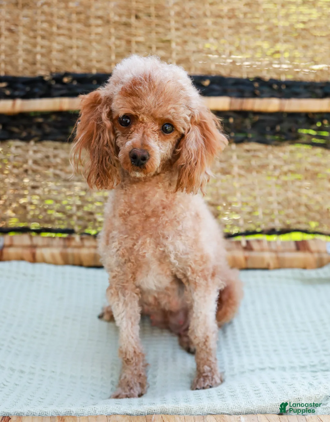 Toy Poodle dogs for sale: Bubbles - Ad 10