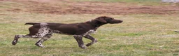 German Shorthaired Pointer dogs for sale: Bingo - Ad 5