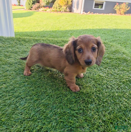 Miniature Dachshund dogs Angie - Ad 1