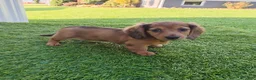 Miniature Dachshund dogs for sale: Angie - Ad 1
