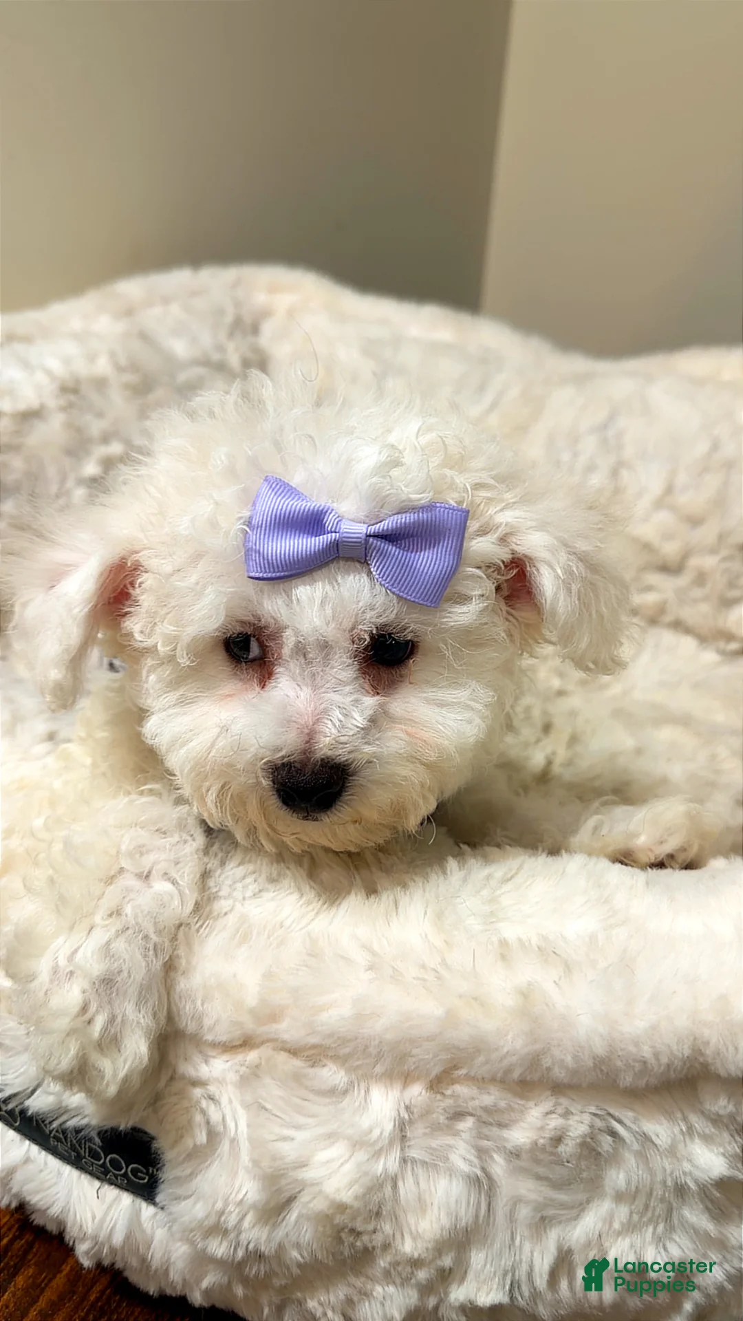 Maltipoo dogs for sale: Dream Bella  - Ad 2
