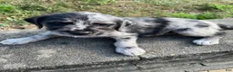 Mixed Breed dogs for sale: Josie - Ad 1