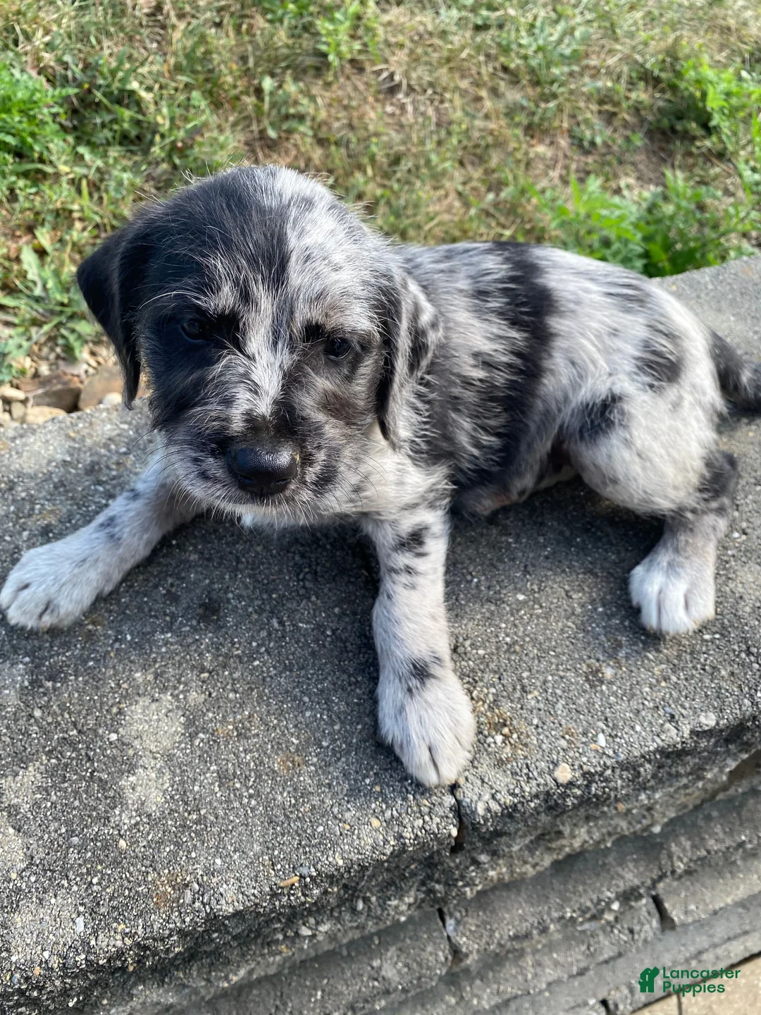 Mixed Breed dogs for sale: Josie - Ad 1