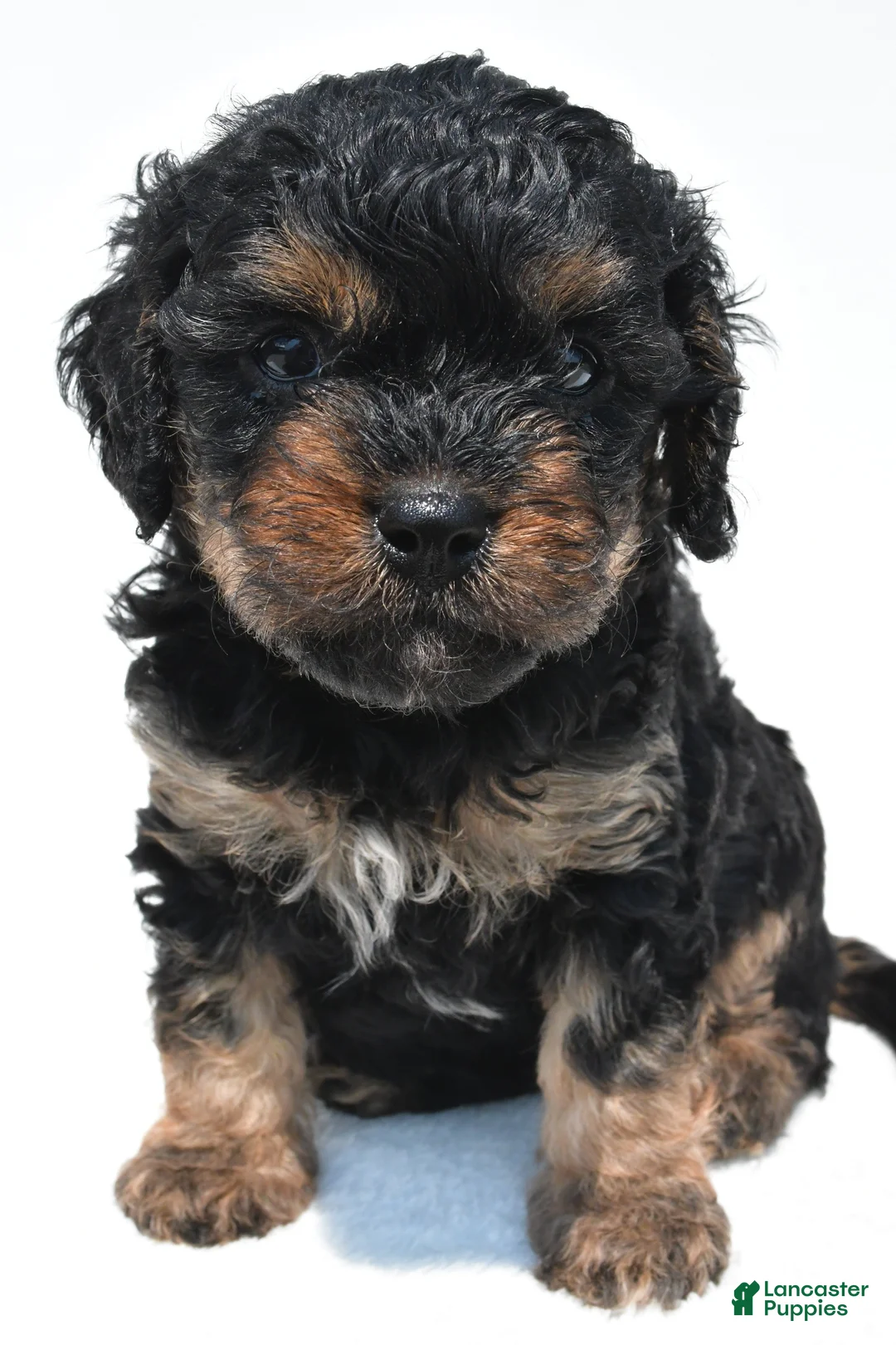Cavapoo dogs for sale: Gracie - Ad 1