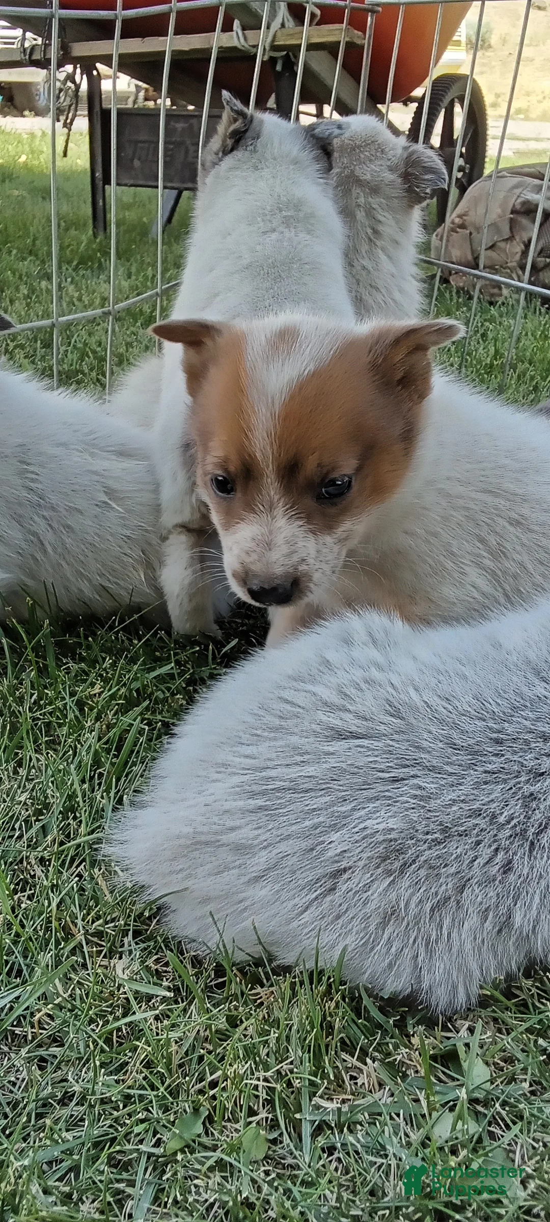 Australian Cattle Dog dogs for sale: Australian Cattle Dog 6 - Ad 1