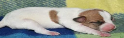 Rat Terrier dogs for sale: Mina - Ad 4